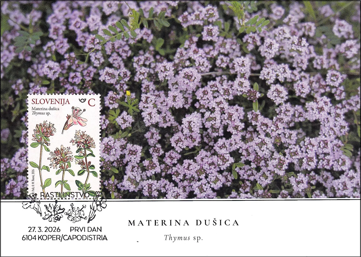 MATERINA DUŠICA - DIVJE ZAČIMBE